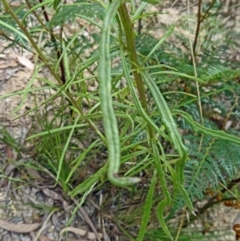 Senecio diaschides at Paddys River, ACT - 31 Jan 2015 10:55 AM