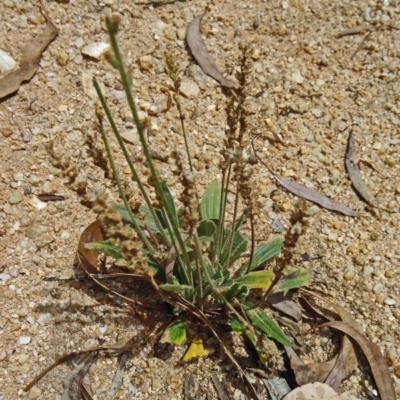 Plantago sp. (Plantain) at Paddys River, ACT - 31 Jan 2015 by galah681