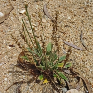 Plantago sp. at Paddys River, ACT - 31 Jan 2015