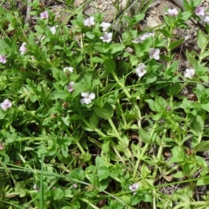 Gratiola peruviana at Paddys River, ACT - 31 Jan 2015 11:01 AM