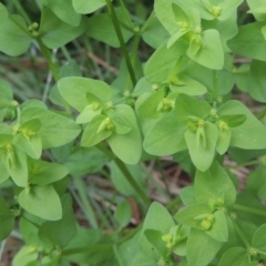 Euphorbia peplus (Petty Spurge) at Conder, ACT - 1 Feb 2015 by michaelb