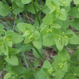 Euphorbia peplus at Conder, ACT - 1 Feb 2015