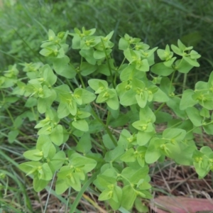 Euphorbia peplus at Conder, ACT - 1 Feb 2015 12:00 PM