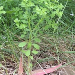 Euphorbia peplus at Conder, ACT - 1 Feb 2015 12:00 PM