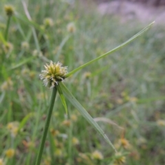 Cyperus sphaeroideus (Scented Sedge) at Tuggeranong DC, ACT - 8 Jan 2015 by MichaelBedingfield