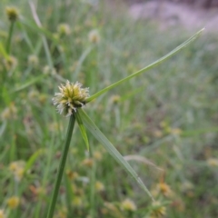 Cyperus sphaeroideus (Scented Sedge) at Rob Roy Spring 1(M) - 8 Jan 2015 by michaelb