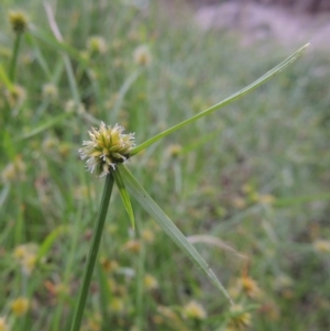 Cyperus sphaeroideus at Tuggeranong DC, ACT - 8 Jan 2015 07:33 PM