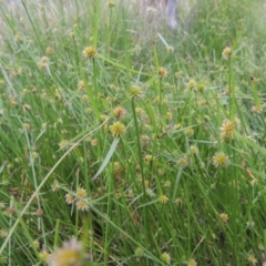 Cyperus sphaeroideus at Tuggeranong DC, ACT - 8 Jan 2015 07:33 PM