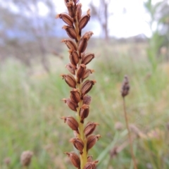 Microtis sp. (Onion Orchid) at Tuggeranong DC, ACT - 8 Jan 2015 by michaelb