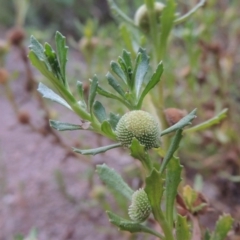 Centipeda cunninghamii (Common Sneezeweed) at Rob Roy Range - 8 Jan 2015 by michaelb