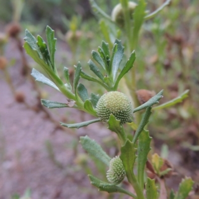 Centipeda cunninghamii (Common Sneezeweed) at Rob Roy Range - 8 Jan 2015 by michaelb