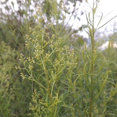 Cassinia quinquefaria (Rosemary Cassinia) at Tuggeranong DC, ACT - 8 Jan 2015 by MichaelBedingfield