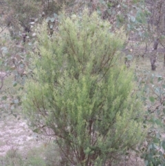 Cassinia quinquefaria at Tuggeranong DC, ACT - 8 Jan 2015