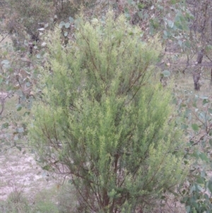 Cassinia quinquefaria at Tuggeranong DC, ACT - 8 Jan 2015