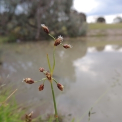 Fimbristylis dichotoma (A Sedge) at Rob Roy Range - 8 Jan 2015 by michaelb