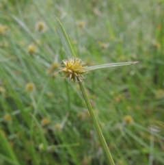 Cyperus sphaeroideus (Scented Sedge) at Bonython, ACT - 5 Jan 2014 by michaelb