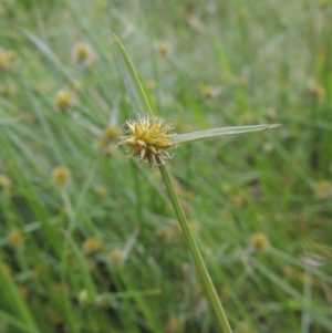 Cyperus sphaeroideus at Bonython, ACT - 6 Jan 2014