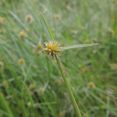 Cyperus sphaeroideus (Scented Sedge) at Bonython, ACT - 6 Jan 2014 by MichaelBedingfield