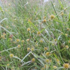 Cyperus sphaeroideus at Bonython, ACT - 6 Jan 2014