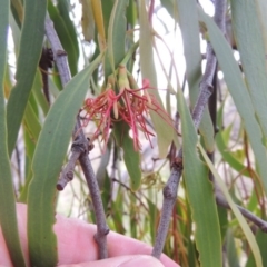 Amyema miquelii (Box Mistletoe) at Rob Roy Range - 8 Jan 2015 by michaelb