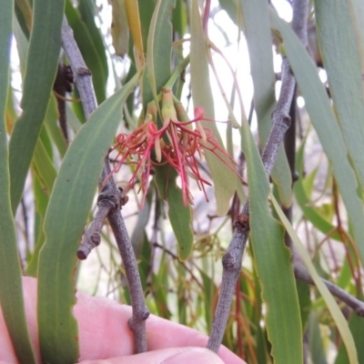 Amyema miquelii (Box Mistletoe) at Tuggeranong DC, ACT - 8 Jan 2015 by MichaelBedingfield