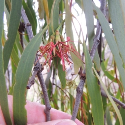 Amyema miquelii (Box Mistletoe) at Rob Roy Range - 8 Jan 2015 by michaelb