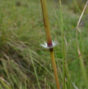 Sorghum leiocladum at Canberra Central, ACT - 2 Feb 2015