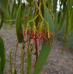 Amyema miquelii (Box Mistletoe) at Canberra Central, ACT - 2 Feb 2015 by RWPurdie