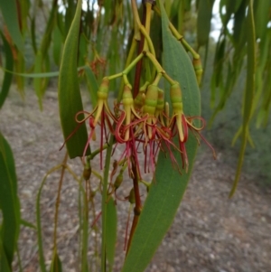 Amyema miquelii at Canberra Central, ACT - 2 Feb 2015