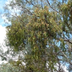 Amyema miquelii at Canberra Central, ACT - 2 Feb 2015 12:00 AM