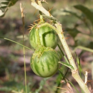 Solanum cinereum at Hackett, ACT - 2 Feb 2015