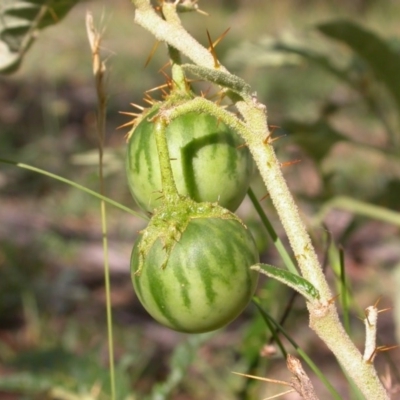 Solanum cinereum (Narrawa Burr) at Hackett, ACT - 1 Feb 2015 by waltraud