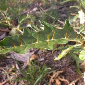 Solanum cinereum at Hackett, ACT - 2 Feb 2015