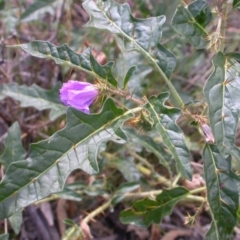 Solanum cinereum at Hackett, ACT - 2 Feb 2015 12:00 AM