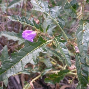 Solanum cinereum at Hackett, ACT - 2 Feb 2015