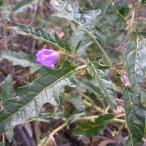 Solanum cinereum at Hackett, ACT - 2 Feb 2015 12:00 AM