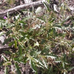 Solanum cinereum at Hackett, ACT - 2 Feb 2015
