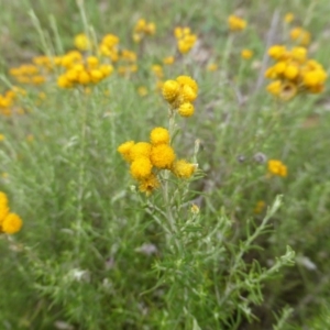 Chrysocephalum semipapposum at Garran, ACT - 26 Jan 2015 09:39 AM