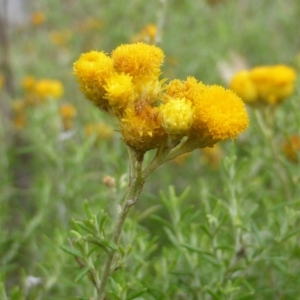 Chrysocephalum semipapposum at Garran, ACT - 26 Jan 2015 09:39 AM