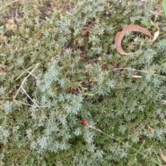 Styphelia humifusum (Cranberry Heath) at O'Malley, ACT - 25 Jan 2015 by Mike