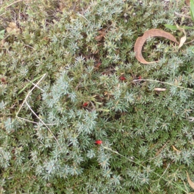 Astroloma humifusum (Cranberry Heath) at Mount Mugga Mugga - 25 Jan 2015 by Mike