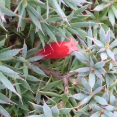 Styphelia humifusum at O'Malley, ACT - 26 Jan 2015 09:43 AM