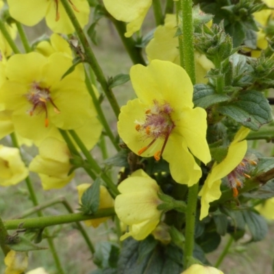 Verbascum virgatum (Green Mullein) at O'Malley, ACT - 25 Jan 2015 by Mike