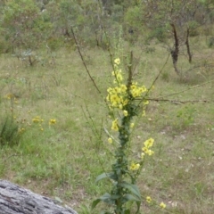 Verbascum virgatum at O'Malley, ACT - 26 Jan 2015 09:46 AM