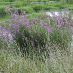 Lythrum salicaria (Purple Loosestrife) at Fyshwick, ACT - 14 Jan 2015 by MichaelBedingfield