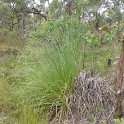 Cortaderia selloana (Pampas Grass) at Mount Mugga Mugga - 25 Jan 2015 by Mike
