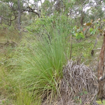 Cortaderia selloana (Pampas Grass) at O'Malley, ACT - 26 Jan 2015 by Mike