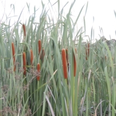 Typha orientalis (Broad-leaved Cumbumgi) at Jerrabomberra Wetlands - 14 Jan 2015 by michaelb