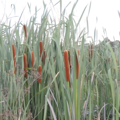 Typha orientalis (Broad-leaved Cumbumgi) at Fyshwick, ACT - 14 Jan 2015 by michaelb