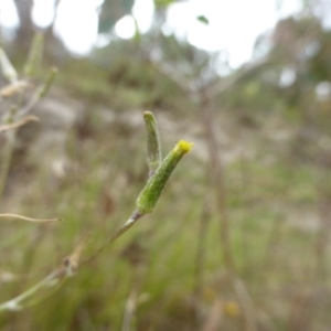 Senecio quadridentatus at O'Malley, ACT - 26 Jan 2015 09:48 AM